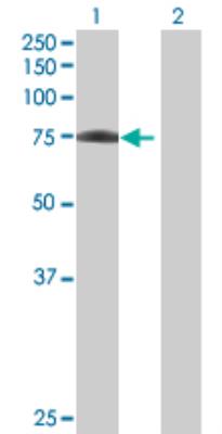 Western Blot: C13orf18 Antibody [H00080183-B01] - analysis of C13orf18 expression in transfected 293T cell line by C13orf18 MaxPab polyclonal antibody (B01). Lane 1: C13orf18 transfected lysate (66.40 KDa). Lane 2: Non-transfected lysate.