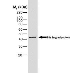 Western Blot: 6-Histidine Epitope Tag Antibody (AD1.1.10) [HRP] [NB100-63173] - HIS-tagged protein probed with Mouse anti Histidine tag visualised with Rabbit anti Mouse IgG : HRP.
