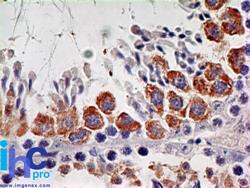 Immunohistochemistry-Paraffin: IL7 Receptor alpha Antibody (73N8F2) [Azide Free] [NBP2-25264] - Formalin-fixed, paraffin-embedded mouse testis stained with this antibody at 5 ug/ml.