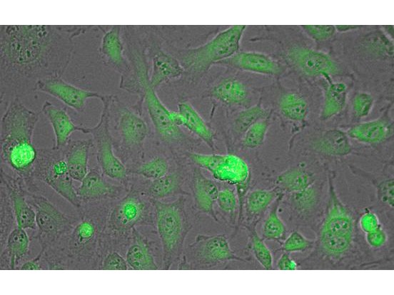 Immunocytochemistry/Immunofluorescence: Lactate Dehydrogenase Antibody [HRP] [NB600-863] - Tissue: HeLa cells. Fixation: fixed for 5 min in 1:1 MeTOH:Acetone, blocked with MB-071 (preservative free) for 15 min. Antigen retrieval: not required. Primary antibody: Lactate Dehydrogenase antibody at 1:200 for 1 h at RT. Secondary antibody: DyLight 488 conjugated Streptavidin antibody at 1:10,000 for 30 min at RT. Staining: Lactate Dehydrogenase as green fluorescent signal.