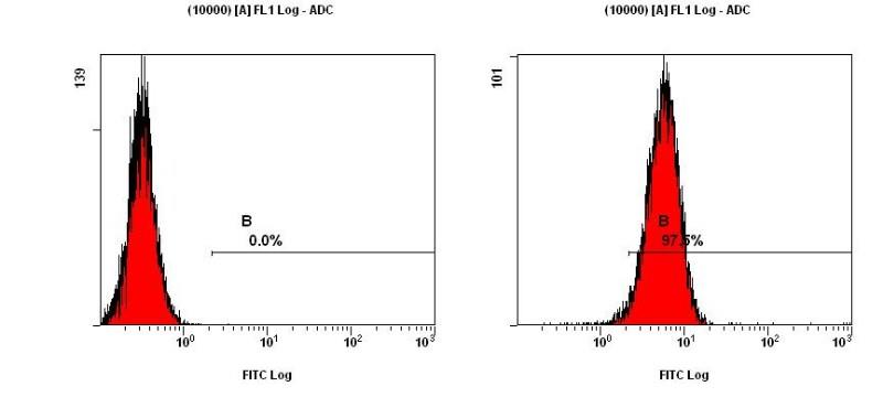 Flow Cytometry: CCR2 Antibody [Alexa Fluor &#174; 647] [NBP1-48338AF647] - FACS analysis of CCR2 in NIH/3T3 cells