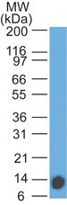 Western Blot: IL7 Receptor alpha Antibody (73N4E10) [Azide Free] [NBP2-25263] - Analysis an IL-17R recombinant protein fragment using IL7 Receptor alpha antibody at 2 ug/ml.