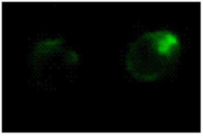Immunocytochemistry/Immunofluorescence: Fas Ligand Antibody (H11) [Biotin] [NBP1-97621] - Detection of FasL in 293T cells transfected with a FasL expression vector.  Method: Transfected cells were plated onto polylysine treated glass slides, fixed and permeabilized in methanol at -20C for 5 min, then in acetone at -20C for 30 sec. After 3 washes in PBS, 0.1% BSA, were incubated for 1 hr at room temperature with 20 ug/ml of biotinylated H11 antibody in PBS, 0.1% BSA. After rinsing in PBS, FITC-conjugated streptavidin was added for 30 min, slides washed again in PBS and visualized using a fluorescence microscope.