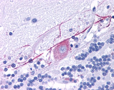 Immunohistochemistry-Paraffin: Muscarinic Acetylcholine Receptor M4 Antibody [NLS219] - IHC analysis of Brain, Purkinje neurons using NLS219 at 9 ug/ ml.