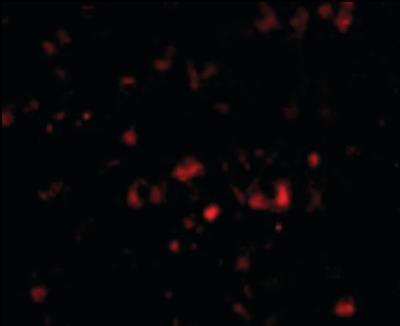 Immunocytochemistry/Immunofluorescence: Neuronal Pentraxin 2 Antibody [NBP1-50275] - Human Brain cells