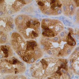 Immunohistochemistry PDCD5 Antibody (728906)