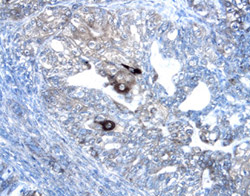 Immunohistochemistry Wnt-7a/b Antibody