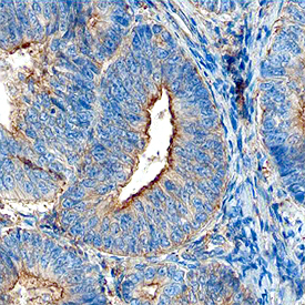 Immunohistochemistry JAM-A Antibody (654806)