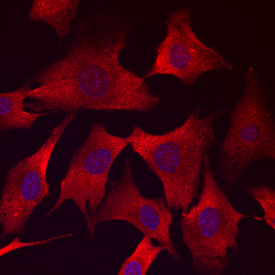 Immunocytochemistry JAM-A Antibody (654806)