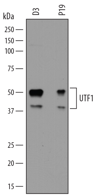 Western Blot UTF1 Antibody