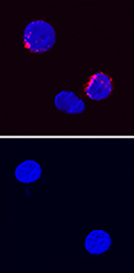 Immunocytochemistry IFN-gamma Antibody [Unconjugated]