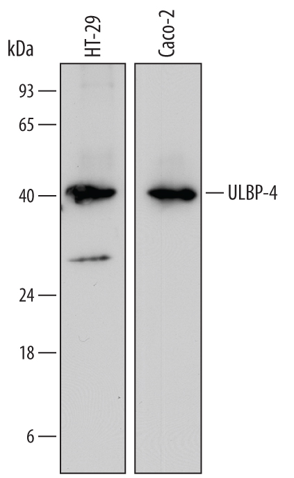 Western Blot ULBP-4/RAET1E Antibody (709116)