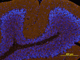 Immunohistochemistry Protocadherin alpha 1 Antibody
