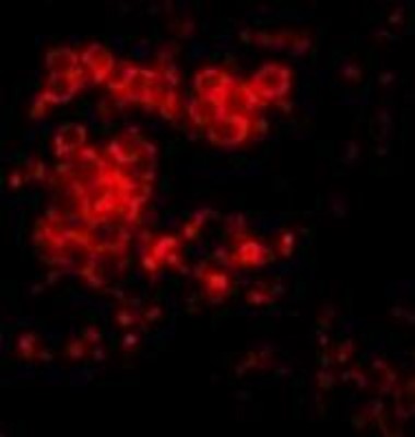 Immunocytochemistry/Immunofluorescence: MD-2 Antibody [NBP1-77201] - Staining of Rat Spleen cells