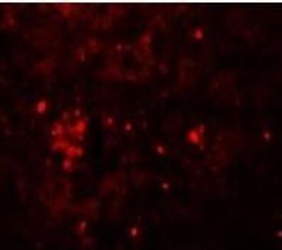 Immunofluorescence: HVCN1 Antibody [NBP1-76278] - in Rat Spleen cells with HVCN1 antibody. Dilution 20 ug/mL.