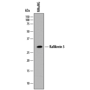 Western Blot Kallikrein 5 Antibody (880036)