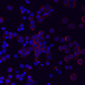 Immunocytochemistry ILT11/LILRA5 Antibody (711828)