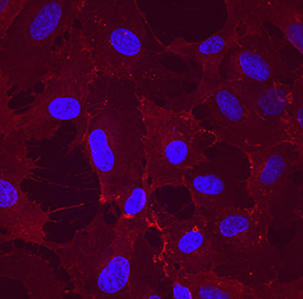 Immunocytochemistry CLEC14A Antibody (743940)