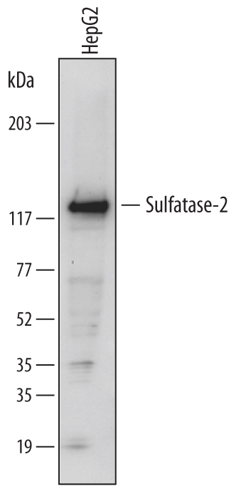Western Blot Sulfatase-2/SULF2 Antibody (2B4)