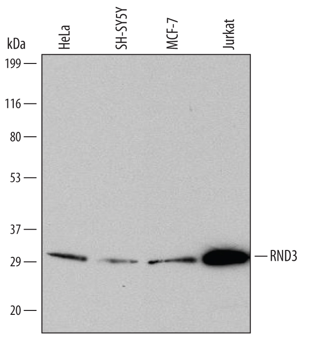 Western Blot RND3 Antibody (687202)