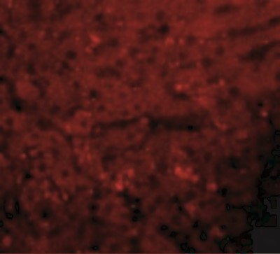 Immunocytochemistry/Immunofluorescence: Lysine (K)-specific Demethylase 3A/KDM3A/JMJD1A Antibody [NBP1-77070] - Immunofluorescence of JMJD1A in Rat Liver cells with JMJD1A antibody at 20 ug/mL.