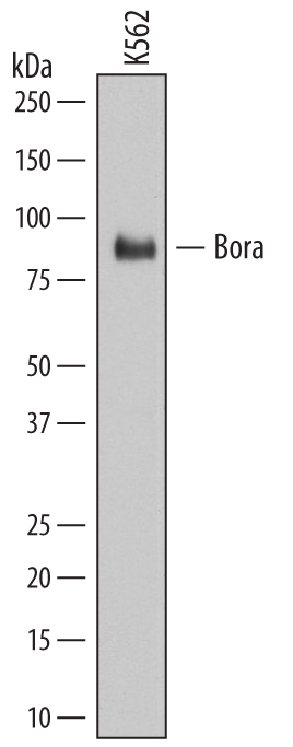 Western Blot Bora Antibody (694746)