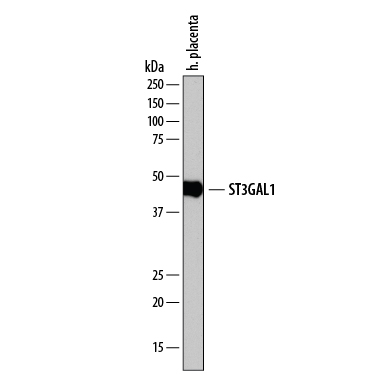 Western Blot ST3 beta-Gal alpha-2,3-Sialyltransferase 1/ST3GAL1/SIAT4A Antibody