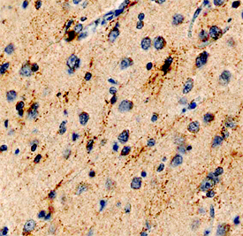 Immunohistochemistry SALM3/LRFN4 Antibody (578102)