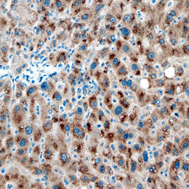 Immunohistochemistry Cytosolic Sulfotransferase 1B1/SULT1B1 Antibody (724429)