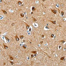 Immunohistochemistry NGL-1/LRRC4C Antibody (755720)