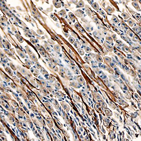 Immunohistochemistry Laminin alpha 4 Antibody (775830)