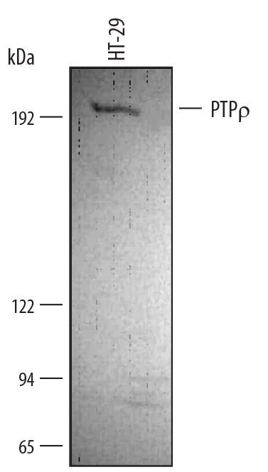 Western Blot PTP rho/PTPRT Antibody
