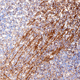Immunohistochemistry Semaphorin 3F Antibody (741307)