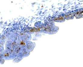 Immunohistochemistry FGF-4 Antibody (678431)