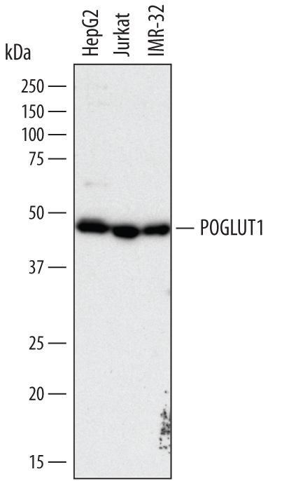 Western Blot Protein O-Glucosyltransferase 1/POGLUT1/KTELC1 Antibody
