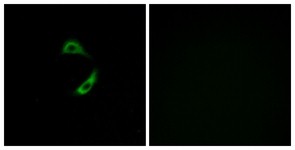 Immunocytochemistry/Immunofluorescence: OR10G9 Antibody [NBP1-71131] - Analysis of A549 cells, using OR10G9 Antibody. The picture on the right is treated with the synthesized peptide.