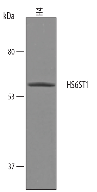 Western Blot Heparan Sulfate 6-O-Sulfotransferase 1/HS6ST1 Antibody