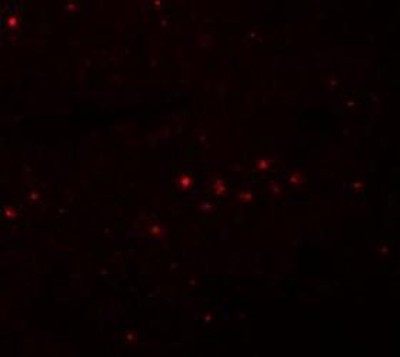 Immunocytochemistry/Immunofluorescence: EFHD1 Antibody [NBP1-77134] - Rat spleen tissue with EFHD1 antibody at 5 ug/mL.