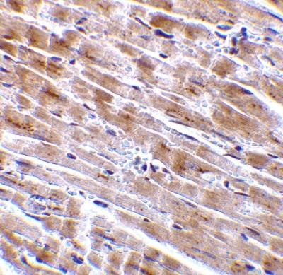 Immunohistochemistry-Paraffin: C1qTNF3/CORS26/CTRP3 Antibody [NBP1-76628] - Mouse heart tissue with CTRP3 antibody at 2 ug/ml.
