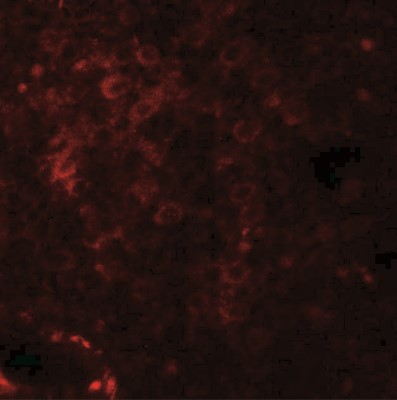 Immunocytochemistry/Immunofluorescence: NKX2.6 Antibody [NBP2-41161] - Immunofluorescence of NKX-6 in human spleen tissue with NKX2-6 antibody at 20 ug/mL.