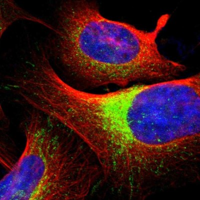 Immunofluorescence: ERK4/MAPK4 Antibody [NBP1-84805] - Staining of human cell line U-2 OS shows positivity in mitochondria.