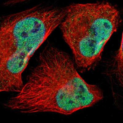 Immunocytochemistry/ Immunofluorescence: RGS7 Antibody [NBP1-86188] -  Immunofluorescent staining of human cell line U-2 OS shows positivity in nuclei but not nucleoli.
