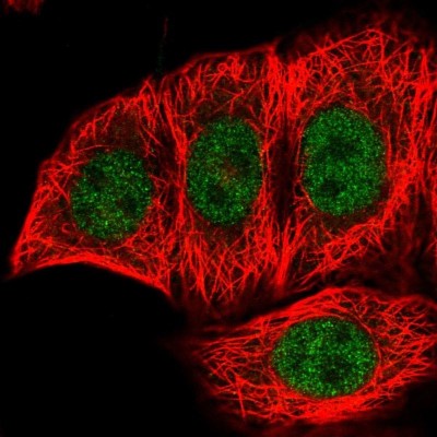 Immunofluorescence: FANK1 Antibody [NBP1-86258] - Staining of human cell line MCF-7 shows positivity in nucleus but not nucleoli.