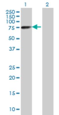 Western Blot: Cornulin Antibody [H00049860-B01] - analysis of CRNN expression in transfected 293T cell line by CRNN MaxPab polyclonal antibody. Lane 1: CRNN transfected lysate (54.45 KDa). Lane 2: Non-transfected lysate.