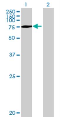 Western Blot: C3orf15 Antibody [H00089876-B01] - analysis of C3orf15 expression in transfected 293T cell line by C3orf15 MaxPab polyclonal antibody (B01). Lane 1: C3orf15 transfected lysate (90.00 KDa). Lane 2: Non-transfected lysate.