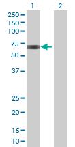 Western Blot: BTD Antibody [H00000686-B01] - analysis of BTD expression in transfected 293T cell line by BTD MaxPab polyclonal antibody (B01). Lane 1: BTD transfected lysate (61.10 KDa). Lane 2: Non-transfected lysate.