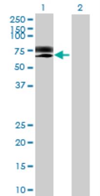 Western Blot: C3orf39 Antibody [H00084892-B01] - analysis of C3orf39 expression in transfected 293T cell line by C3orf39 MaxPab polyclonal antibody (B01). Lane 1: C3orf39 transfected lysate (66.60 KDa). Lane 2: Non-transfected lysate.
