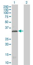 Western Blot: 5HT1E Receptor Antibody [H00003354-B01] - analysis of HTR1E expression in transfected 293T cell line by HTR1E MaxPab polyclonal antibody (B01). Lane 1: HTR1E transfected lysate (40.26 KDa). Lane 2: Non-transfected lysate.