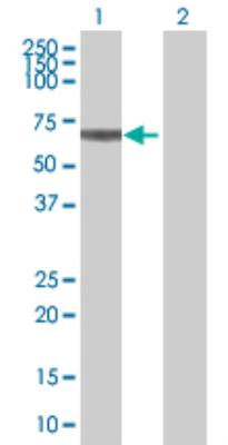 Western Blot: Zinc transporter 9 Antibody [H00010463-B01] - analysis of SLC30A9 expression in transfected 293T cell line by SLC30A9 MaxPab polyclonal antibody (B01). Lane 1: SLC30A9 transfected lysate (63.50 KDa). Lane 2: Non-transfected lysate.
