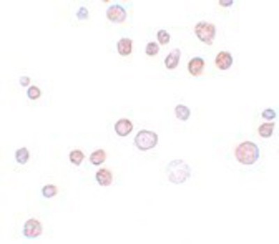 Immunocytochemistry/Immunofluorescence: QBRICK/FREM1 Antibody [NBP1-77180] - K562 cells with FREM1 antibody at 20 ug/mL.